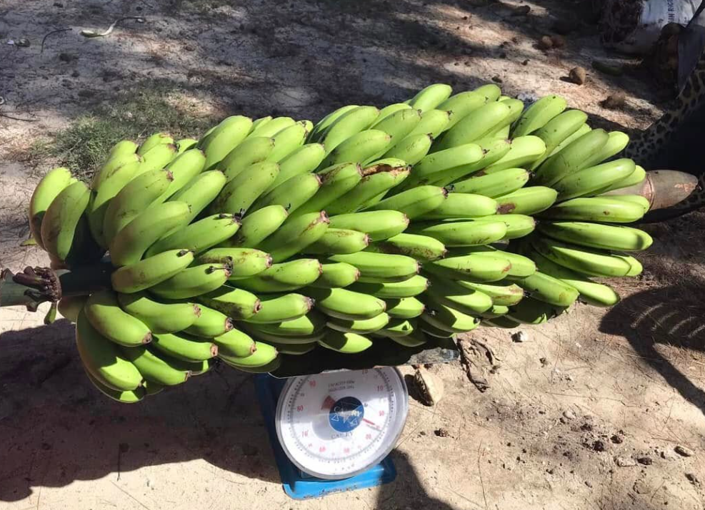 Régime de banane